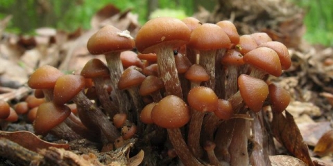 Pečurke u tulskoj regiji i u tuli 2021: kada idu i gdje birati